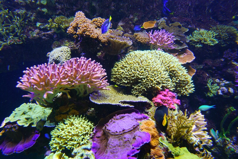 海中のカラフルなサンゴと魚